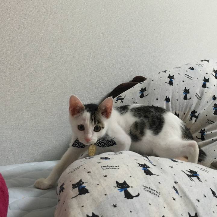 B8ea4a0d 8d88 491b be43 f612840b6de2