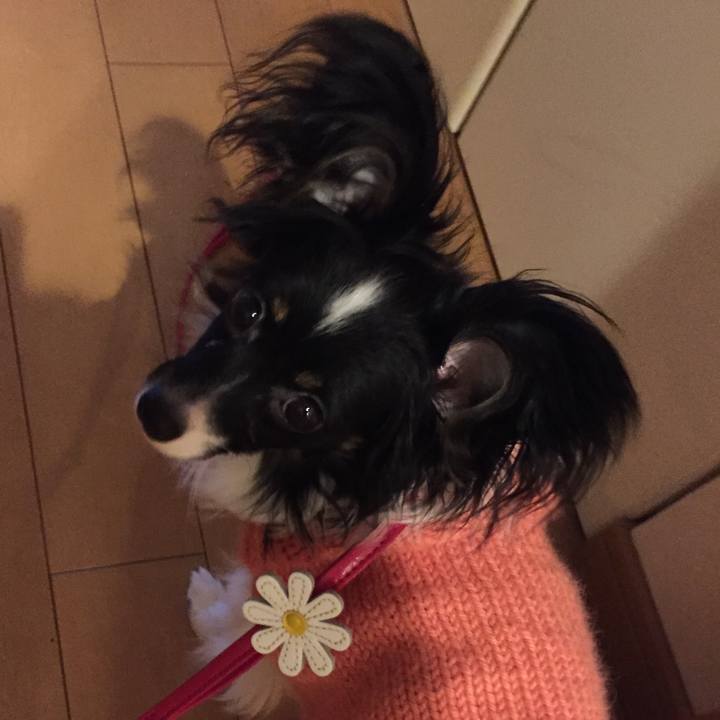 B8ffdb1d a92d 4d5e 88d4 e5bc98f22c8b