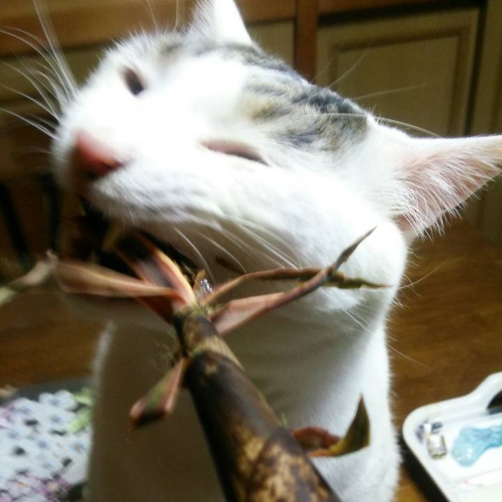 B94e65bd 733b 440a ae26 10ed03e52a00