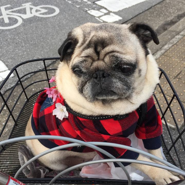 B94ed945 7fbd 454a 90de c0d661fa1370