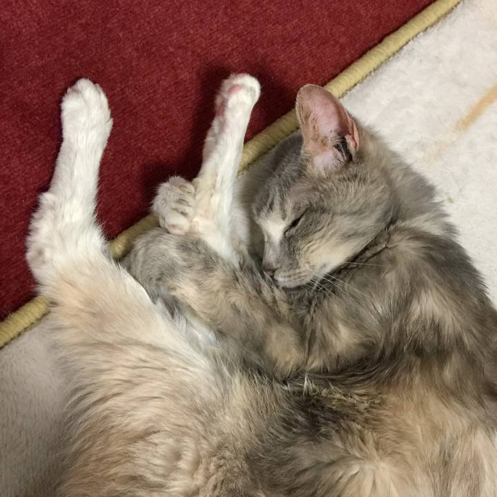 B96f7369 a7e8 4c66 9b34 7ccf543182de