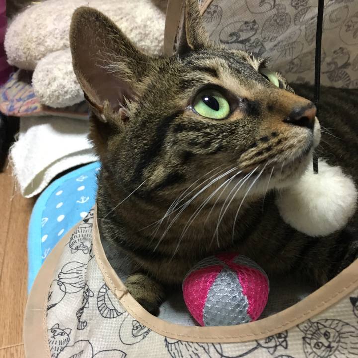 B9a1c018 d2be 4ff3 bdc0 cfb5d749c4b1