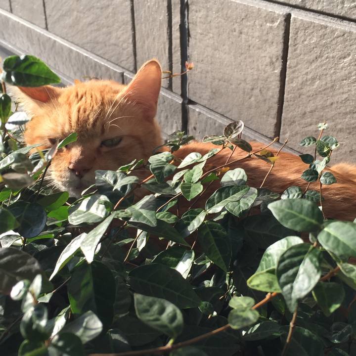 B9e4cada e2a2 4209 b8e7 c2c302e58200