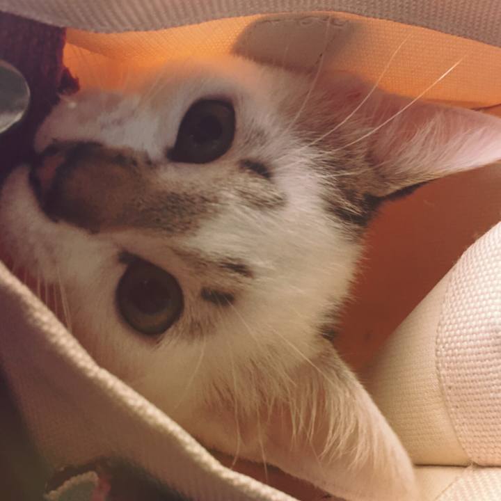 Ba0e6060 b865 41a9 b8cd 42180cdf1190