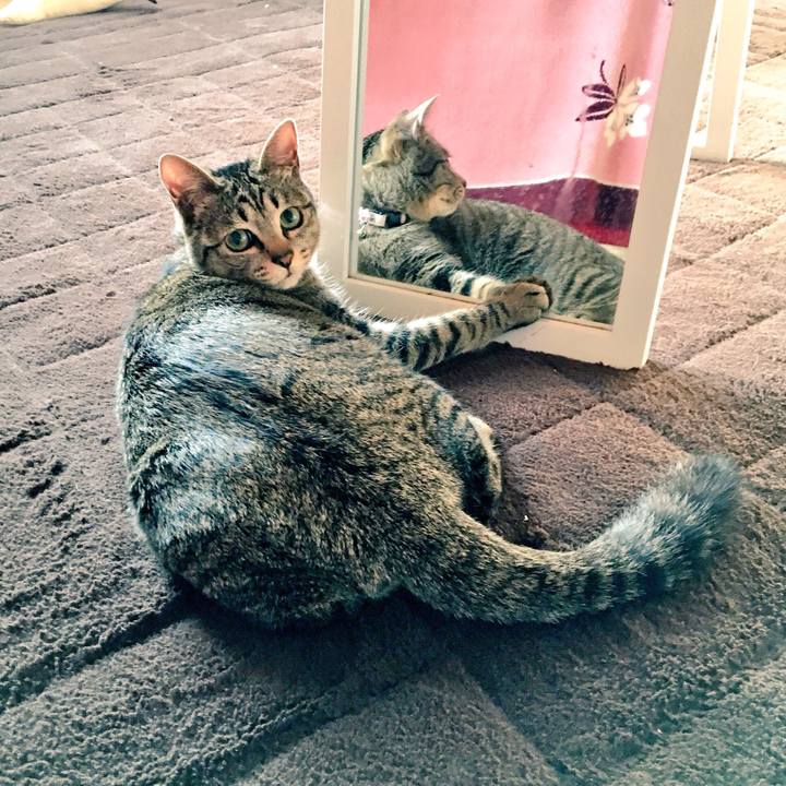 Ba1a13be baf6 4c28 8daf 56a3a9c6b47f