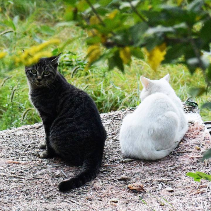 Ba1a472c 267d 47ab 8d41 0d6c5bbc214b