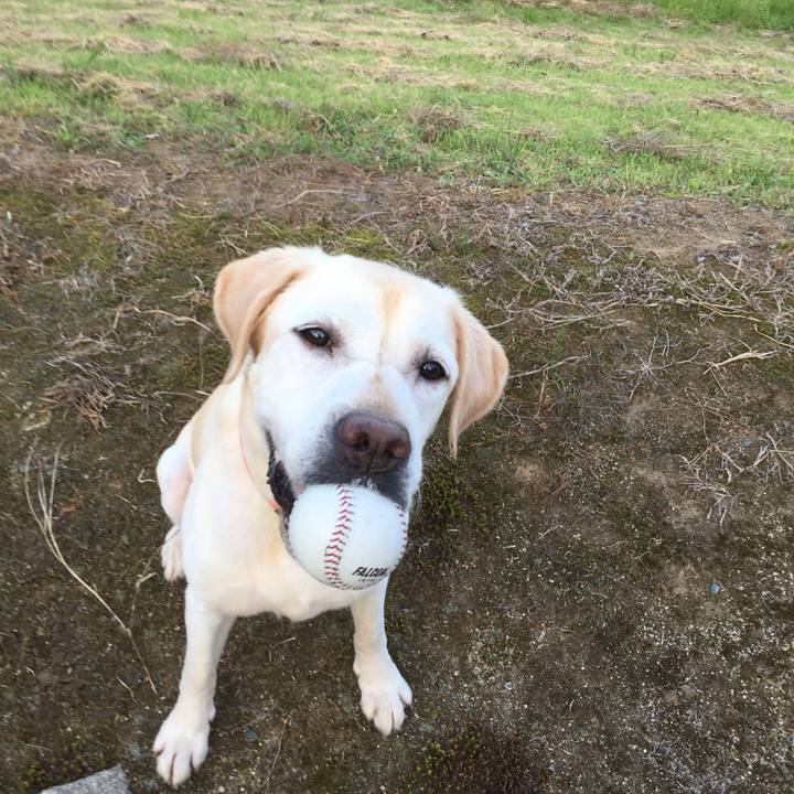 Ba216d4b 207e 4f2d 8323 c1b4d3997410