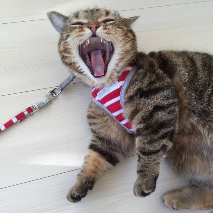 Ba253123 266c 4706 bc4b 6e598adc4889