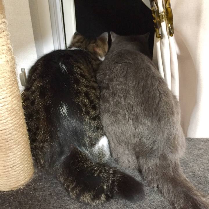 Ba2c0a67 1eef 48ea b4d2 17d2c96cb1b1