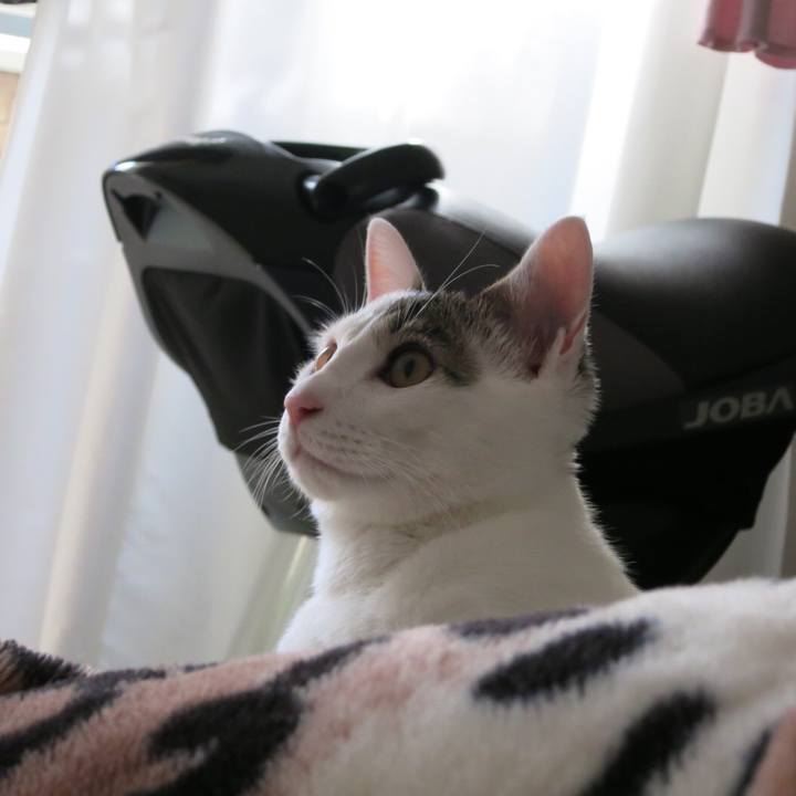 Ba38015a cd5e 4d16 845b be09ed88c885