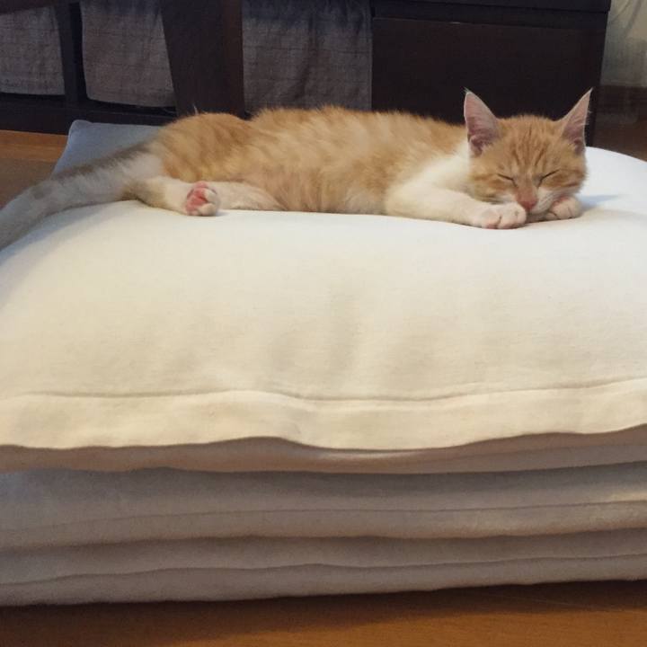 Ba440736 9fa2 44fb 8089 97472a287654