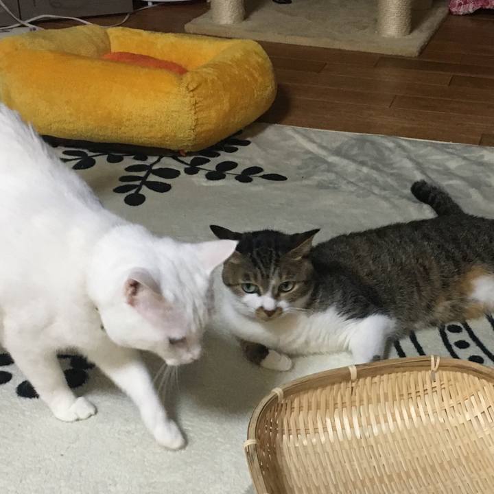 Ba4a8445 419b 4057 bb77 817f3fbc4f17