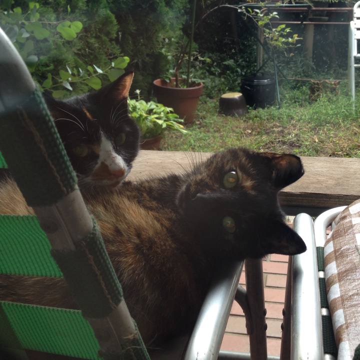 Ba4fbe98 c1f5 4bb0 bce8 dd1734084a90