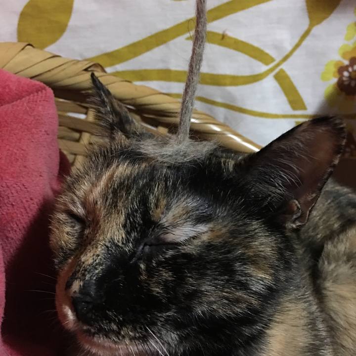 Ba58d9a5 a2fc 4c00 8c65 e83192915834