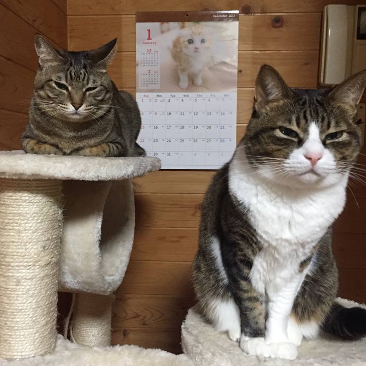 Ba5d3f3f f809 4fc6 a7c4 262afcb3408a