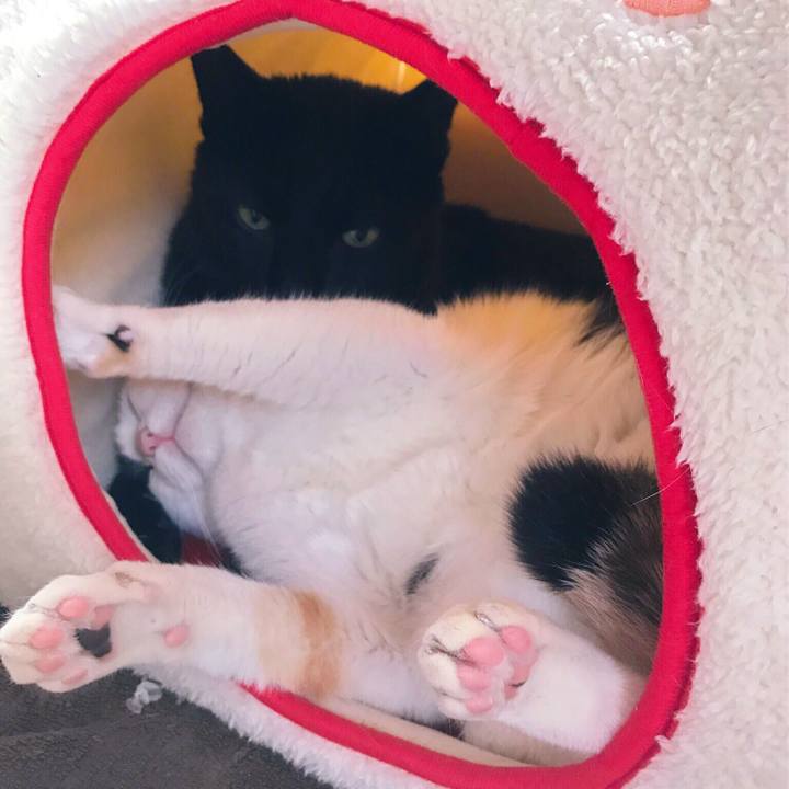 Ba5d6d2c e316 4743 a3a7 6836d4d00cfe