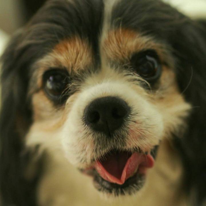 Ba755c2b b8af 4723 83fb c437fc7dfac9