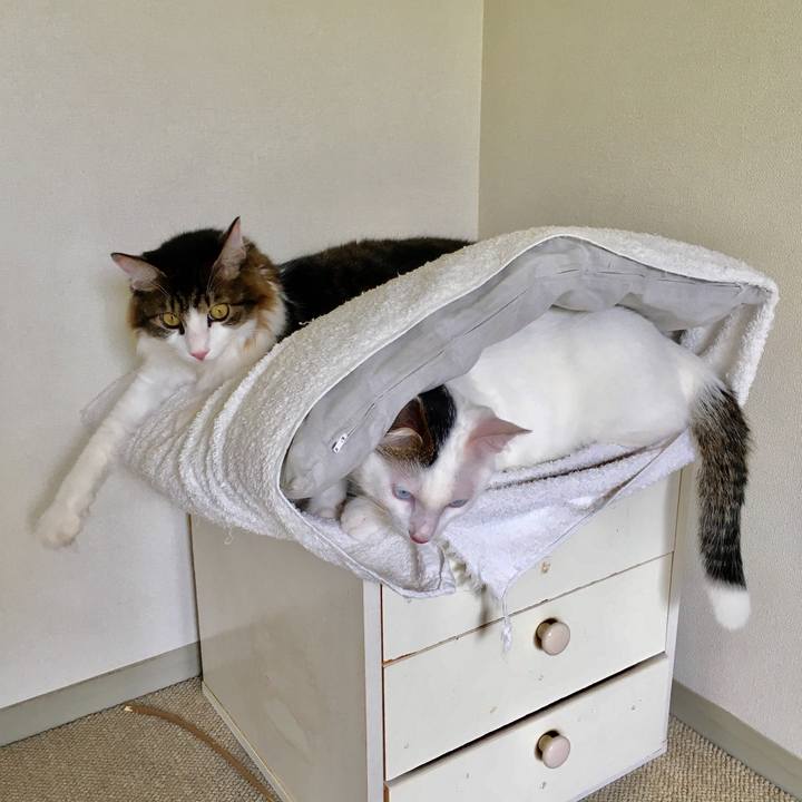 Ba84a525 c812 45ab a7b1 803dab1d3518