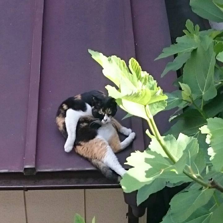 Ba86646f 6d29 40ba 80d6 06add034dac2