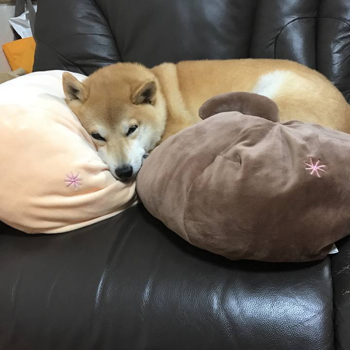 Ba897371 40b6 4f9a ab90 5957cc8f2363