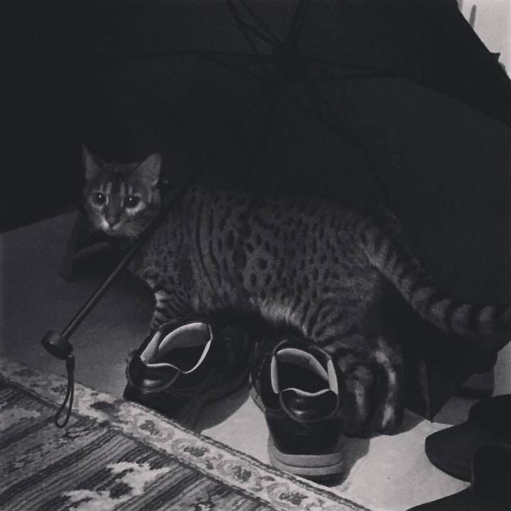 Ba929f1c e57a 4743 bb84 91c1a82a1943