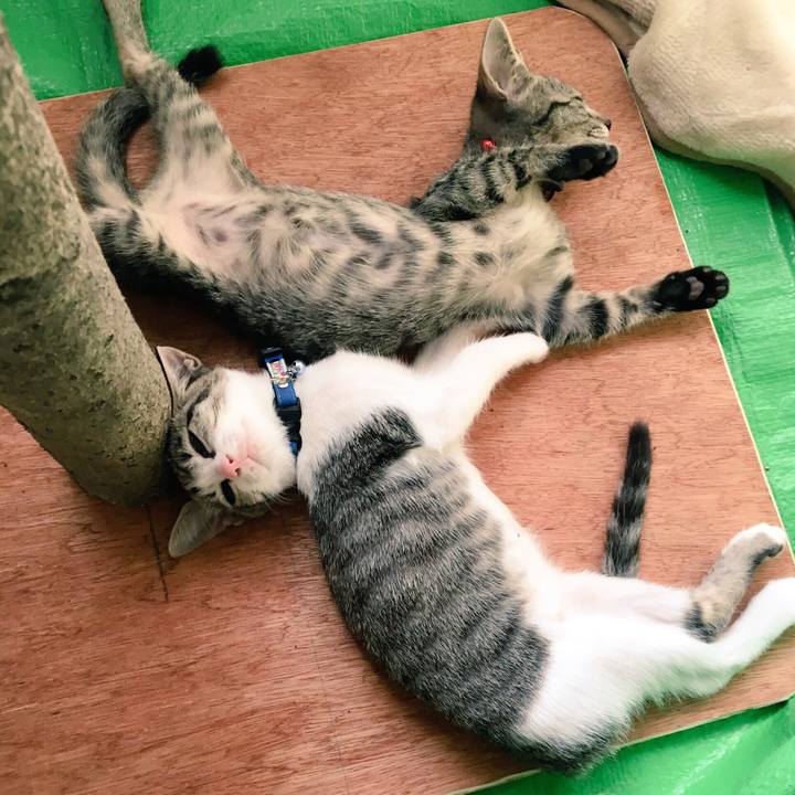 Ba9412f8 93a0 44ea b8e1 d9ca9e01a927