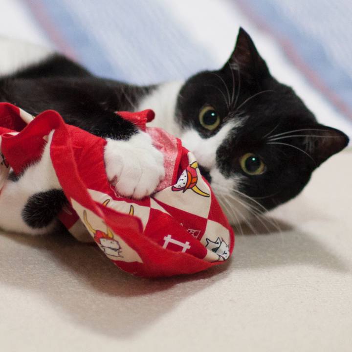 Baa0b219 faa4 49e0 9dea 2ee0baae15d5