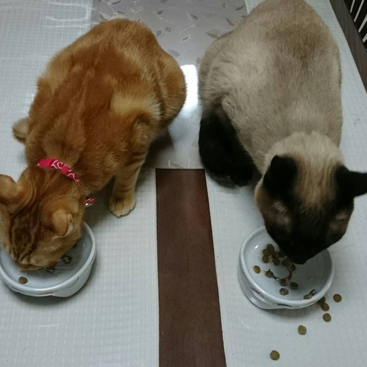 Baa0bcc9 04a4 4b47 be30 0cfd4fd3cb0f