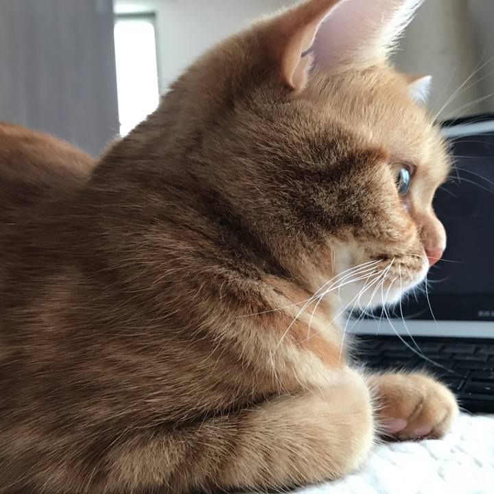 Baac549a 22fc 40bc 9fdd 4df1be17ec26