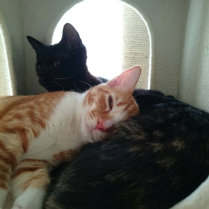 Baad3f35 1d75 4f58 88f4 6b8a0e1019ac