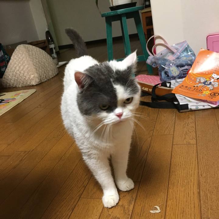 Bab0ec2d 1700 4fa3 801c d9d23ec17b4f