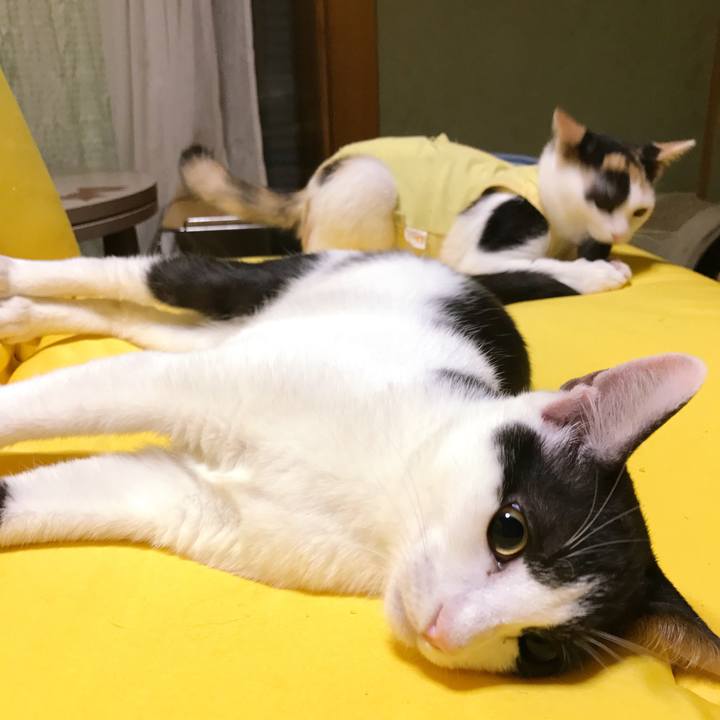 Bab2dcb2 b0f5 498b b9b1 067ab7eaacf5