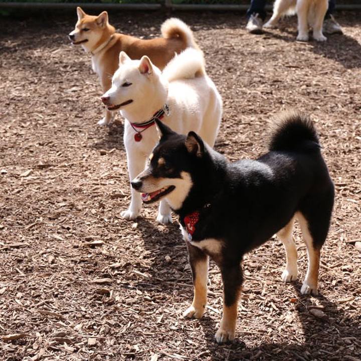 Bab81bc3 abaf 4eb4 93f7 582b44511237