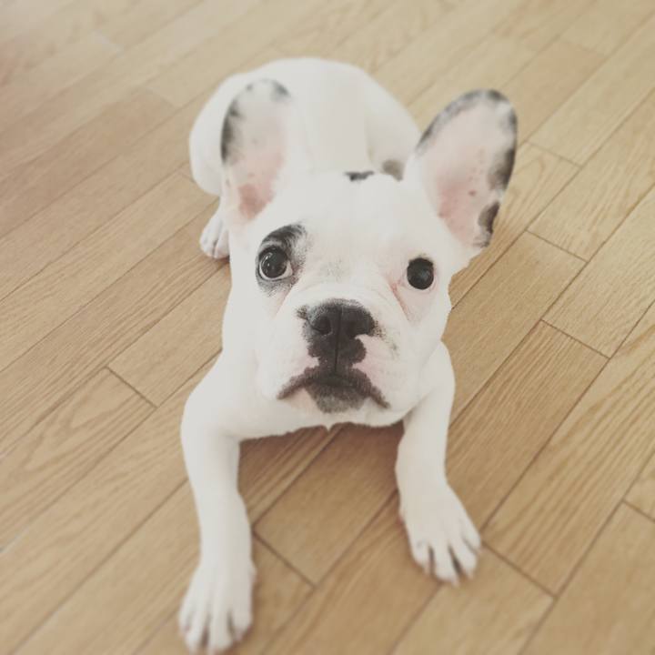 Babd6ada a73f 423b baf6 a9d407399dd4