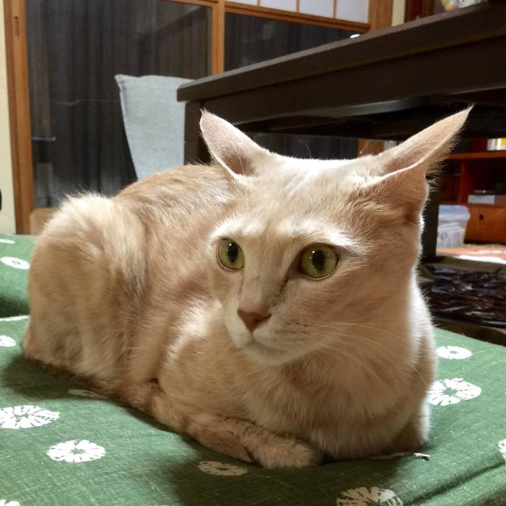 Babf46f3 e426 4e31 903c f76f2764d465