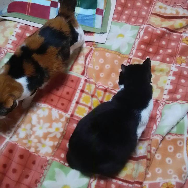 Bad01e6f a1a7 4d7b 9e08 7a2a6333536a