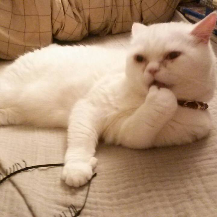 Bad41ed6 45c3 4c2e 88bd e2822ee5bcd4