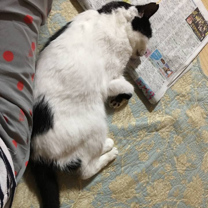 Bad88ef2 8da6 4c6c 8065 3e2033f75434