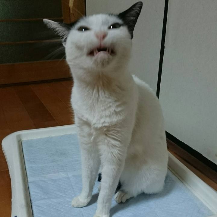 Badfa2c5 ccd4 4853 8ebd f14165fc04a2