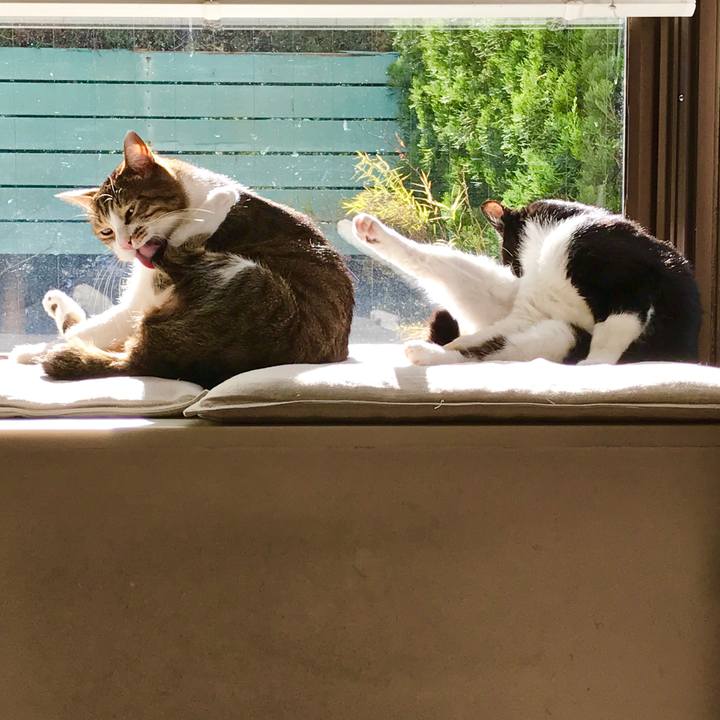 Bae1a8a5 bbbf 4f43 8fde 938dd8fd7dc1