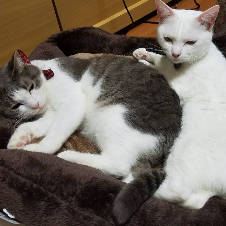 Baeac749 9b08 4296 96a4 519c1ddbbb1f