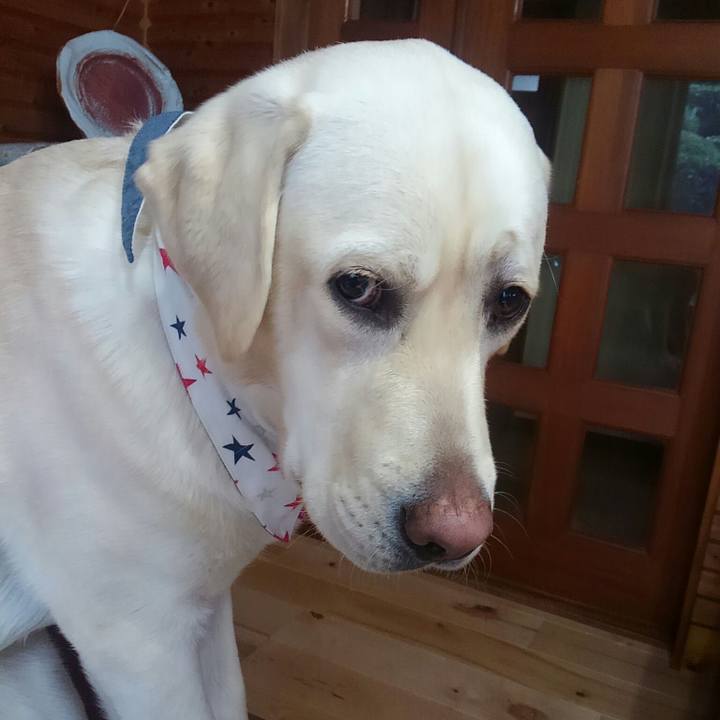 Baf318c4 2962 4689 a314 d05992bb6b5b