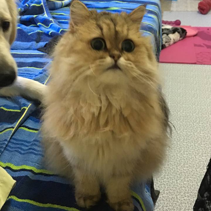 Baf34a22 cc12 4c20 88a3 82038ea36295