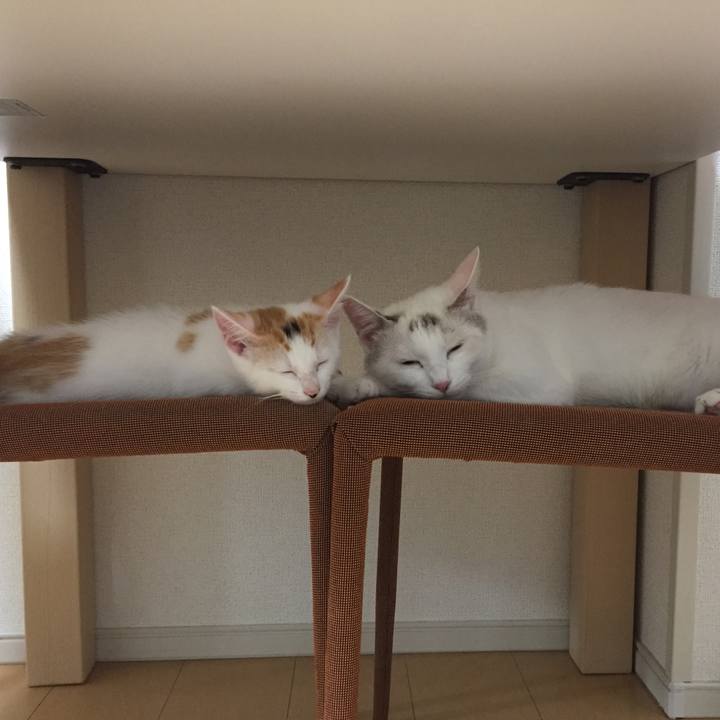 Baf461b8 82d3 476d 908c aabe86b274d2