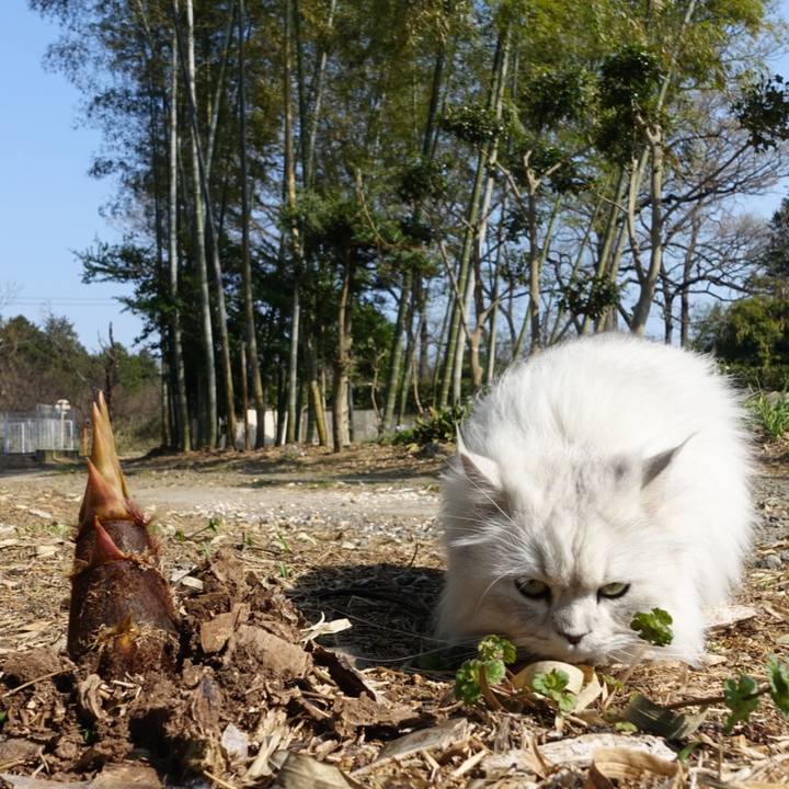 Baf99ef0 3614 4ddc bd7b 0f39448dac1e