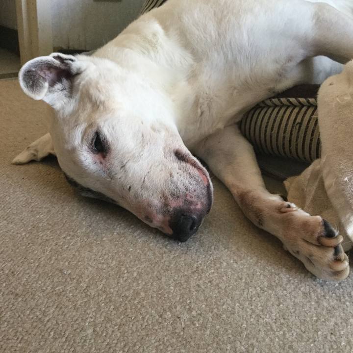 Bafa4da0 83da 4b16 86e7 ed4ffba30c97