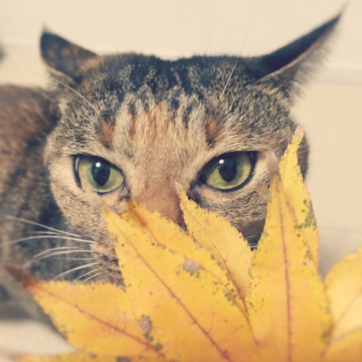 Bafdafa8 ab2c 4f75 81d9 dd4dd870161a