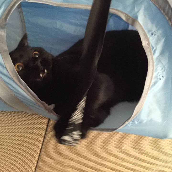 Bafdcaa8 691c 4408 a730 870d7ca84c5b