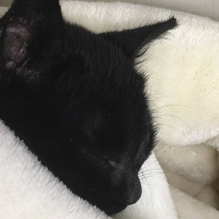 Baff3a3e 1e59 417f b4ab dc5cac68902d