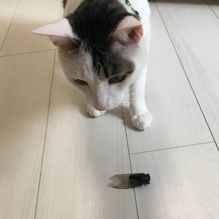 Bb089651 f83e 4c6c b974 ddb4a429af9e